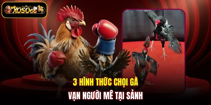 3 hinh thuc choi ga van nguoi me tai sanh 3 hình thức chọi gà vạn người mê tại sảnh