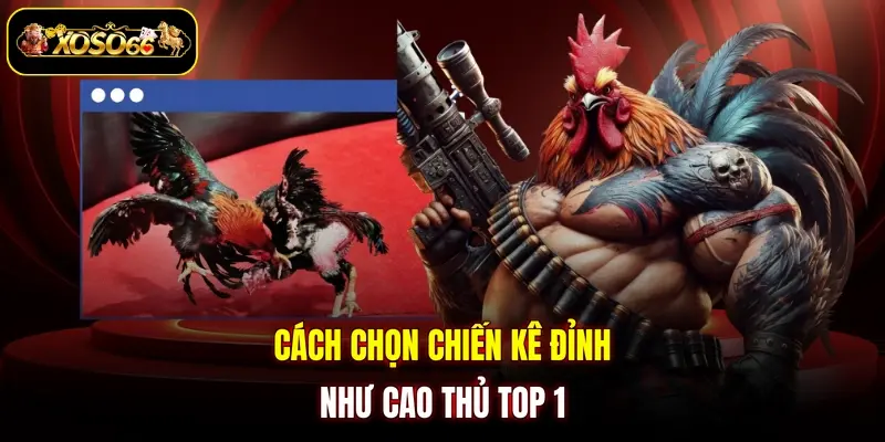 cach chon chien ke dinh nhu cao thu top 1 Cách chọn chiến kê đỉnh như cao thủ top 1